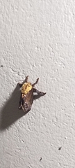 Limacodidae