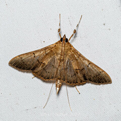 Spilomelinae