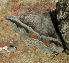 Lesmone griseipennis