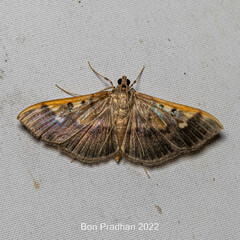 Spilomelinae