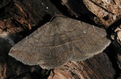 Lesmone griseipennis