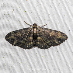 Larentiinae