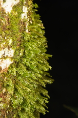 Plagiochila
