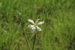 Moraea britteniae