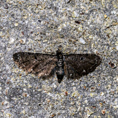 Larentiinae