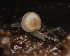 Meredithena dandenongensis