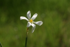 Moraea britteniae