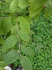 Betula lenta