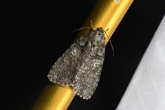 Acronicta increta