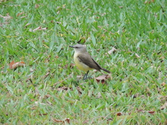 Machetornis rixosa