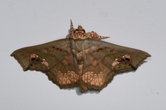 Lopharthrum comprimens