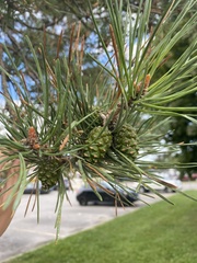 Pinus