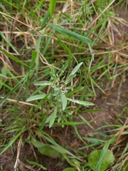 Gnaphalium uliginosum