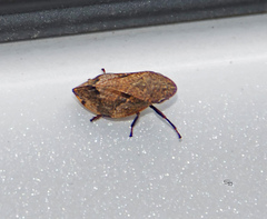 Lepyronia quadrangularis