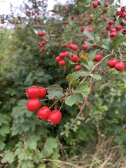 Crataegus laevigata