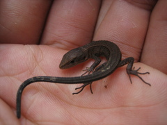Takydromus tachydromoides