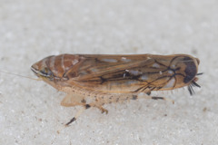 Scaphoideus