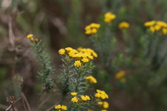 Oedera genistifolia