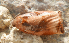 Archips podana