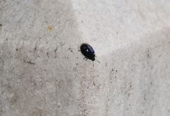 Plagiodera versicolora