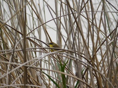 Pseudocolopteryx flaviventris