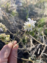 Mirabilis linearis