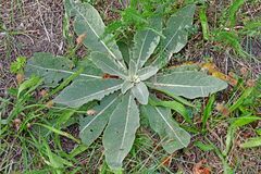 Verbascum lychnitis