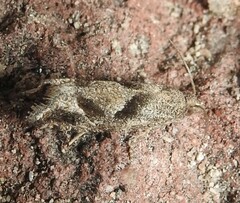 Pelochrista corosana
