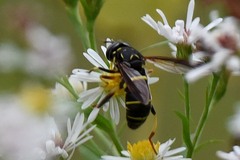 Spilomyia sayi
