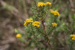 Oedera genistifolia