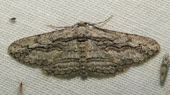 Iridopsis obliquaria