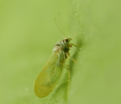 Psylla buxi
