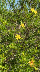 Hypericum fasciculatum