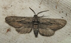 Holochroa dissociarius