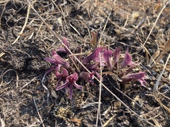 Aphyllon californicum