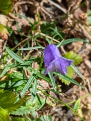Campanula rotundifolia