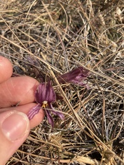 Aphyllon californicum