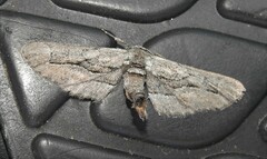 Holochroa dissociarius