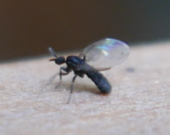 Scatopsidae
