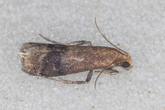 Eulogia ochrifrontella