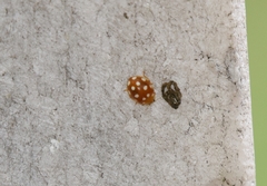 Vibidia duodecimguttata