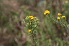 Oedera genistifolia