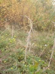 Elymus sibiricus