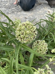 Asclepias asperula