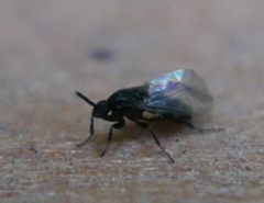 Scatopsidae