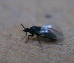 Scatopsidae