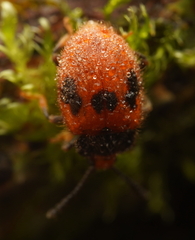 Stenotarsus commodus