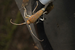 Saperda calcarata