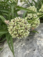 Asclepias asperula
