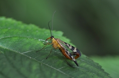 Panorpa coreana